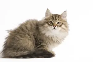 Cat - Siberian Cat