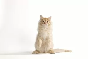 Cat - Siberian Cat on hind legs