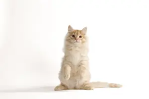 Cat - Siberian Cat - on hind legs