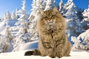Cat siberian cat snow