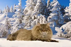 Cat - Siberian Cat - in snow