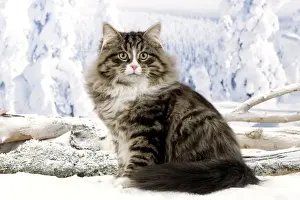 Cat - Siberian Cat - in snow