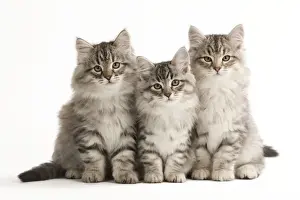 Cat Prints: Cat - Siberian Cats - sitting together