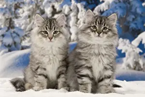 Cat Prints: Cat - Siberian Cats - in snow