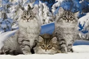Cat siberian cats snow