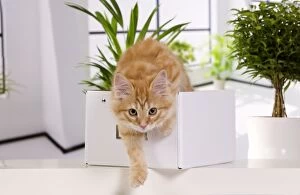 Cat - Siberian - climbing out of box