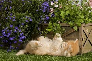 Images Dated 21st April 2011: Cat - Siberian kitten