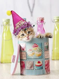 Celebrations Gallery: Cat Siberian kitten