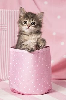 Buckets Gallery: Cat Siberian kitten