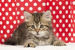 Cat - Siberian kitten