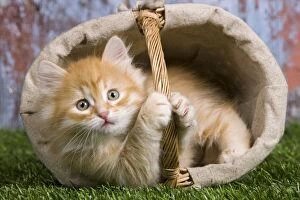 Images Dated 21st April 2011: Cat - Siberian kitten - in basket