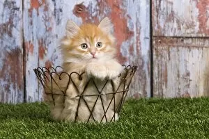 Images Dated 21st April 2011: Cat - Siberian kitten in basket