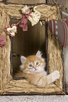 Images Dated 21st April 2011: Cat - Siberian Kitten - in old picture frame