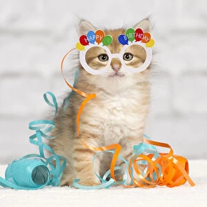 Birthdays Gallery: Cat - Siberian kitten - playing with decoration tape