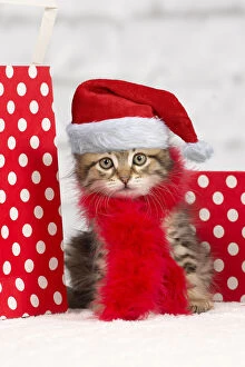 Cat - Siberian kitten - with scarf and gift bags