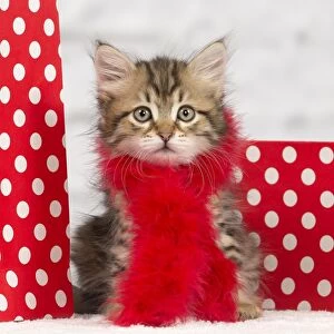 Cats Gallery: Cat - Siberian kitten - with scarf and gift bags