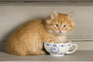 Images Dated 21st April 2011: Cat - Siberian Kitten on shelf with tea cup