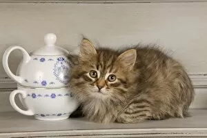 Images Dated 21st April 2011: Cat - Siberian Kitten - on shelf with tea cup