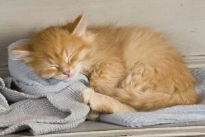Cat - Siberian Kitten - sleeping