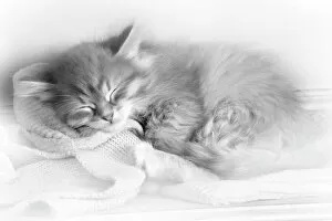 Cats Gallery: Cat - Siberian kitten sleeping