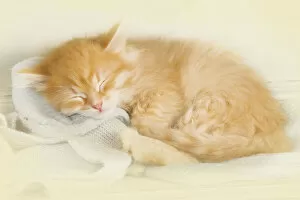Images Dated 21st April 2011: Cat - Siberian kitten sleeping