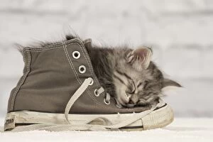 Images Dated 7th February 2014: Cat - Siberian kitten - sleeping on old shoe