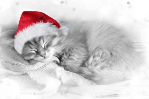 Cat - Siberian kitten sleeping wearing Christmas hat Cat - Siberian kitten sleeping wearing Christmas hat