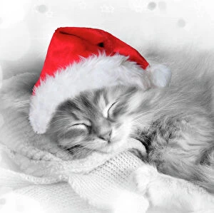 Images Dated 4th July 2012: Cat - Siberian kitten sleeping wearing Christmas hat Digital Manipulation