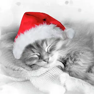 Hats Prints: Cat - Siberian kitten sleeping wearing Christmas hat Digital Manipulation: Hat (Su) - stars etc around edges