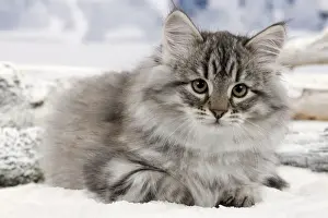 Kitten Prints: Cat - Siberian Kitten - in snow