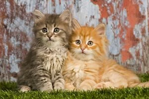 Images Dated 21st April 2011: Cat - Siberian kittens