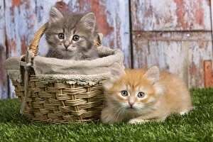 Images Dated 21st April 2011: Cat - Siberian kittens - with basket