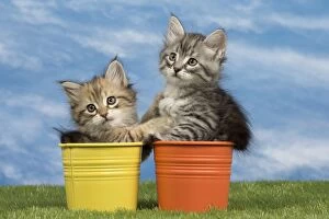 Flowerpots Gallery: Cat - Siberian kittens - in flowerpots