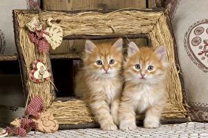 Images Dated 21st April 2011: Cat - Siberian Kittens - in old picture frame