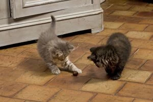 Images Dated 21st April 2011: Cat - Siberian Kittens - playing
