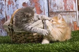 Images Dated 21st April 2011: Cat - Siberian kittens playing - with basket