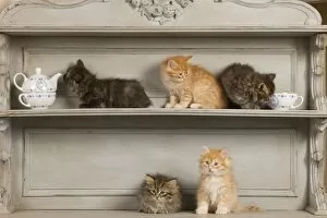 Images Dated 21st April 2011: Cat - Siberian Kittens on shelf