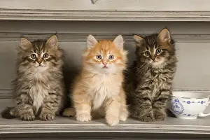 Cat - Siberian Kittens - on shelf with tea cup