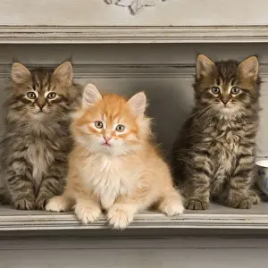 Cat - Siberian Kittens - on shelf with tea cup