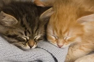 Images Dated 21st April 2011: Cat - Siberian Kittens - sleeping