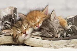 Images Dated 7th February 2014: Cat - Siberian kittens - sleeping on old shoe