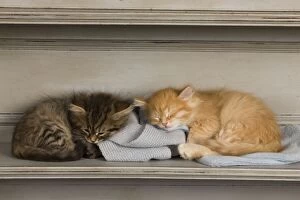 Images Dated 21st April 2011: Cat - Siberian Kittens - sleeping on shelf