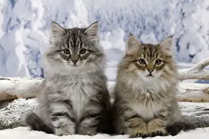 Siberians Prints: Cat - Siberian Kittens - in snow