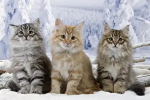 Cat - Siberian Kittens - in snow