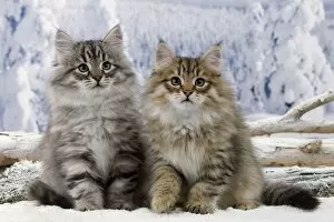 Images Dated 16th December 2011: Cat - Siberian Kittens - in snow