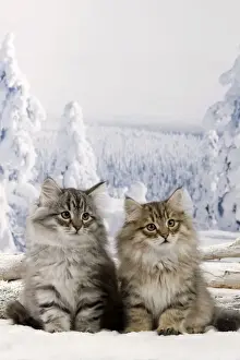 Cat Prints: Cat - Siberian Kittens - in snow