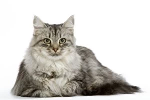 Images Dated 25th October 2006: Cat - Siberian - long-haired black & silver mackerel tabby
