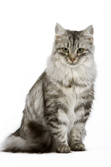 Images Dated 25th October 2006: Cat - Siberian - long-haired black & silver mackerel tabby