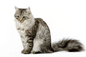 Images Dated 25th October 2006: Cat - Siberian - long-haired black & silver mackerel tabby