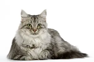 Cat - Siberian - long-haired black & silver mackerel tabby